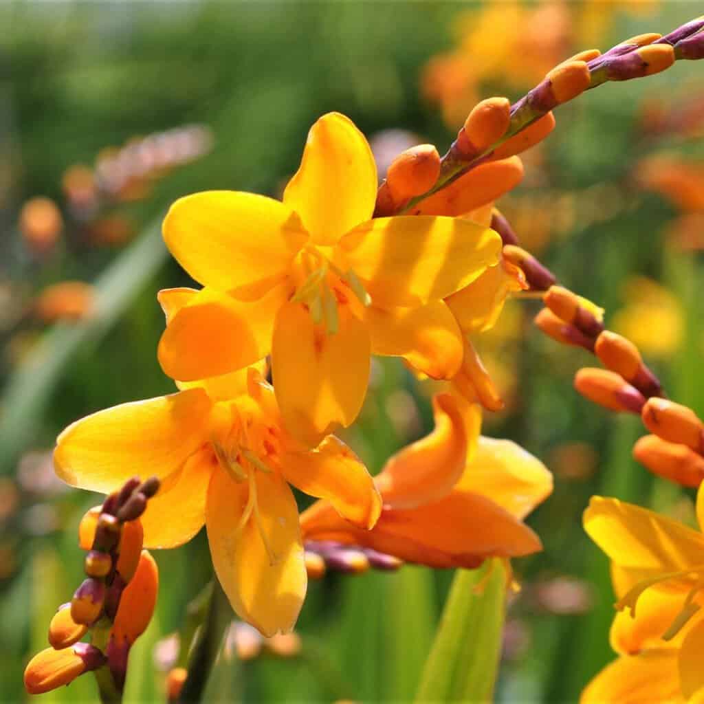 Crocosmia x crocosmiiflora 'Norwich Canary' ---